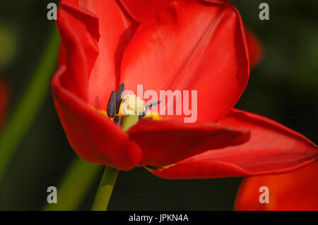 Rote Tulpe, die im Sonnenlicht geöffnet ist und ihre Staubgefäße zeigt Stockfoto