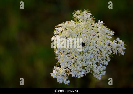 Blüte der Pflanze Daucus Carota oder Queen Anne es Lace, auch bekannt als Wilde Möhre Stockfoto