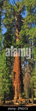 General Sherman Baum, Giant Sequoia Sequoia National Park, Kalifornien, USA Stockfoto