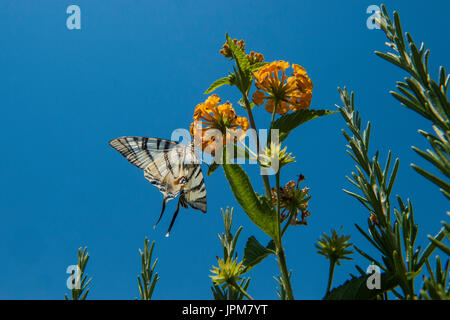 Ein Schwalbenschwanz-Schmetterling in der Natur an einem sonnigen Tag am Meer Stockfoto