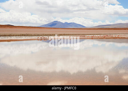 Flamingos in der Laguna Polques, Sud Lipez, Potosi Abteilung, Bolivien, Südamerika Stockfoto