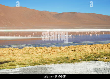 Flamingos in der Laguna Colorada, Eduardo Avaroa Anden Fauna Nationalreservat, Potosi Abteilung, Bolivien, Südamerika Stockfoto