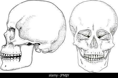 Humanbiologie, Anatomie Abbildung. gravierte handgezeichnete im alten Skizze und Vintage-Stil. Schädel oder Skelett Silhouette. Knochen des Körpers. Seite und Vorderansicht oder Gesicht und Profil. Stock Vektor