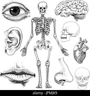 Humanbiologie, Anatomie Abbildung. gravierte handgezeichnete im alten Skizze und Vintage-Stil. Schädel oder Skelett Silhouette. Knochen des Körpers. Lippen und Nase Ohr. Hirn und Herz. Stock Vektor