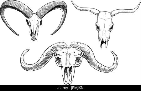 Biologie oder Anatomie-Illustration. gravierte handgezeichnete im alten Skizze und Vintage-Stil. Schädel oder Skelett Silhouette. Stier und Bergziege, afrikanischer Büffel. Tiere mit Hörnern. Stock Vektor