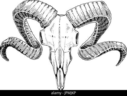 Biologie oder Anatomie-Illustration. gravierte handgezeichnete im alten Skizze und Vintage-Stil. Schädel oder Skelett Silhouette. RAM oder Schafe und Hammelfleisch. Tiere mit Hörnern. Stock Vektor