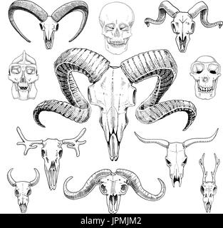 Anatomie-Illustration. gravierte handgezeichnete im alten Skizze und Vintage-Stil. Schädel-Set oder Skelett. Bull und Bergziege oder Büffel. Tiere mit Hörnern. RAM oder Schafe. Elche und Rehe oder Bison. Stock Vektor