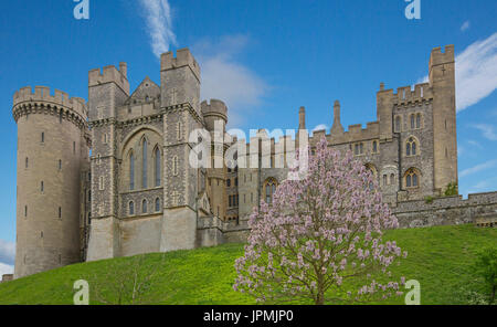 Historische Arundel Castle aus dem 11. Jahrhundert. Ein britischer stattliches Haus, auf einem Hügel mit blühenden Baum im Vordergrund, unter blauem Himmel, in, England Stockfoto