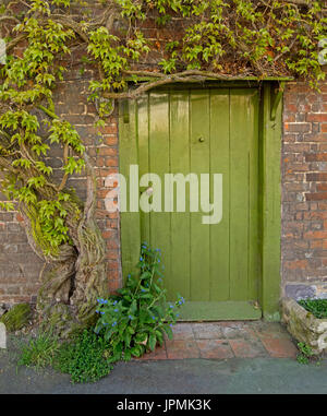 Hell grün lackiert Tür zu historischen Haus, mit den Red brick wall Klettern mit Reben bedeckt, Boston Efeu, im Village von Denham, England Stockfoto