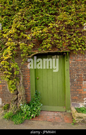 Hell grün lackiert Tür zu historischen Haus, mit den Red brick wall Klettern mit Reben bedeckt, Boston Efeu, im Village von Denham, England Stockfoto