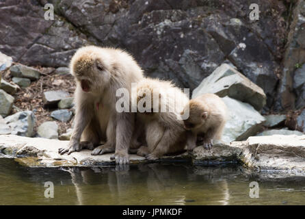 Nahaufnahme von drei Schneeaffen peering in das Wasser einer heißen Quelle in ihre Überlegungen. Stockfoto