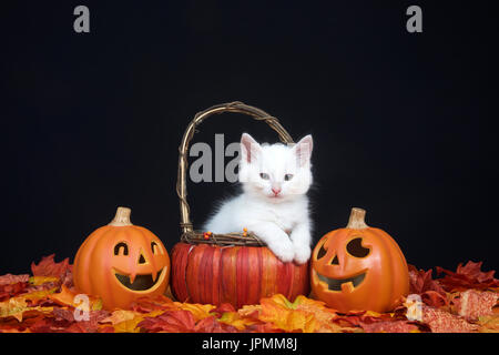 Weiße Katze in einen Kürbis Weidenkorb sitzen mit Pfoten über Edge auf Viewer, Herbstlaub und jack o lantern Stil Kürbisse mit schwarzen backgr Stockfoto