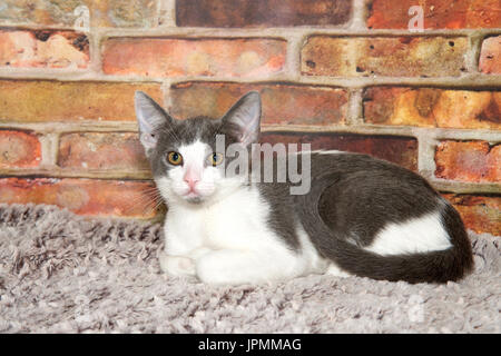 Kleine flauschige graue und weiße Katze mit rosa Nase Festlegung auf einen grauen fuzzy Teppich, Schwanz um Ihr an Viewer suchen. Mauer Hintergrund. Stockfoto