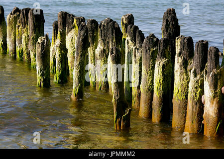 Die Küste der Ostsee und im Wasser sehen Holzstangen. Dies ist ein stark abgenutzten Wellenbrecher zum Schutz der Küste von der Aktion der Meereswellen Stockfoto