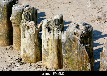 Dicke Holzstangen sind die Wellenbrecher und wurden in den Meeresboden an der Küste zum Schutz der Küste gegen eine unheilvolle Auswirkungen der Stockfoto