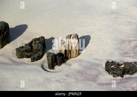 Reste des hölzernen Wellenbrecher-Stick aus dem Sand am Strand an der Ostseeküste in Kolobrzeg, Polen Stockfoto