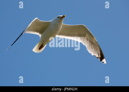 Möwe im Flug auf einem blauen Himmel über Wasser der Ostsee in Kolberg in Polen Stockfoto