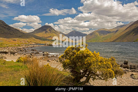 Wastwater, weite See durch die kargen Hügel und Berge gesäumt, Lake District, Cumbria, England unter blauen Himmel mit goldenen Blumen der Ginster Stockfoto