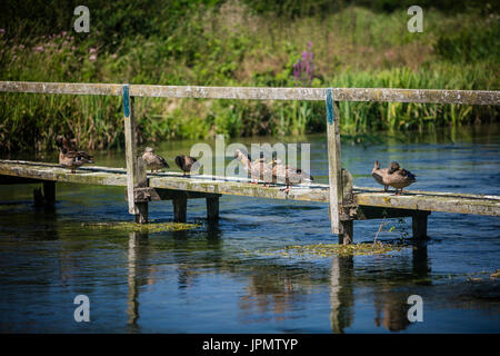 Stockente Enten am Steg über den Fluss Test, Leckford, Hampshire, England Stockfoto