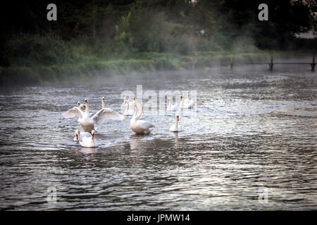 Schwäne am nebligen Fluss-Test in der Morgendämmerung, Leckford, Hampshire, England Stockfoto