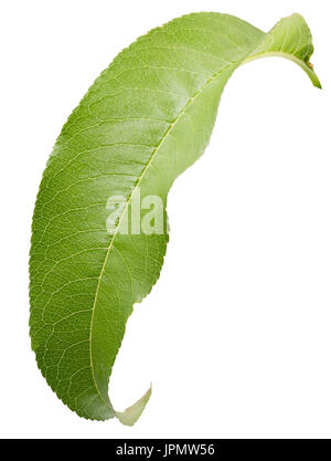 Pfirsich Blatt isoliert auf einem weißen Hintergrund. Stockfoto
