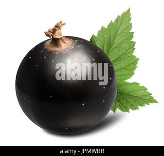 schwarze Johannisbeeren isoliert auf einem weißen Hintergrund. Stockfoto