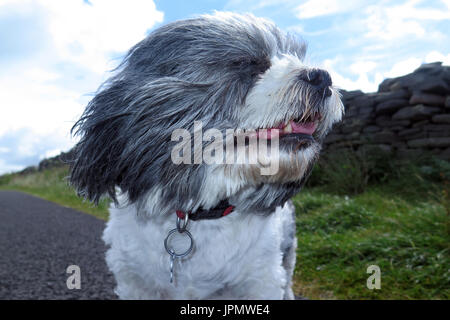 Canine Capers/Welt der Hund Stockfoto