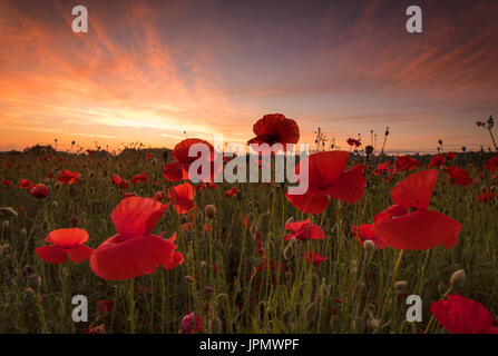 Sonnenaufgang über ein Feld von Mohn in Shepshed, Leicestershire, England UK Stockfoto