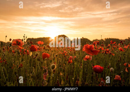 Sonnenaufgang über ein Feld von Mohn in Shepshed, Leicestershire, England UK Stockfoto