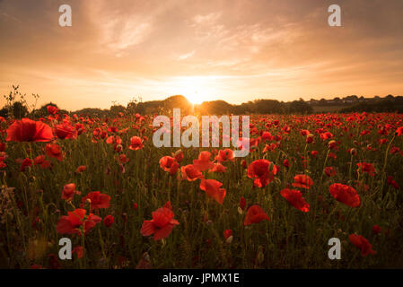 Sonnenaufgang über ein Feld von Mohn in Shepshed, Leicestershire, England UK Stockfoto