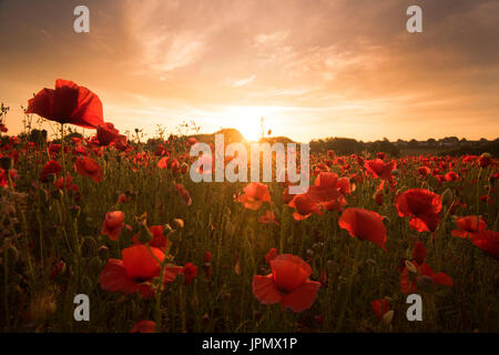 Sonnenaufgang über ein Feld von Mohn in Shepshed, Leicestershire, England UK Stockfoto