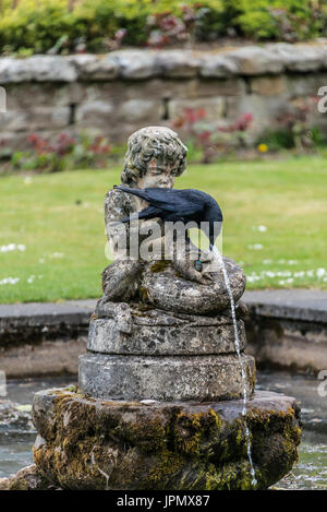 Eine AAS-Krähe (Corvus Corone) trinken aus einem Brunnen im Pittencrieff Park, Dunfermline Stockfoto