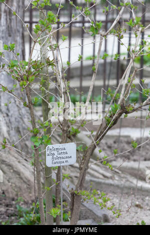 Artemisia Alba, Botanischer Garten der Universität von Padova, Italien Stockfoto