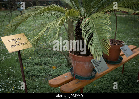 Reiseplan für die Blinden, Botanischer Garten der Universität von Padova, Italien Stockfoto