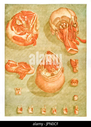 Anatomie des Menschen. Muskeln und Knochen. Von a.e. Gautier D'Agoty in Cours Complet vermutlich..., Hrsg. Leclerc, Nancy, 1773 Stockfoto