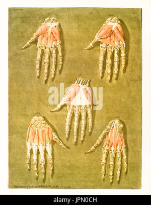 Anatomie des Menschen. Muskeln und Knochen. Von a.e. Gautier D'Agoty in Cours Complet vermutlich..., Hrsg. Leclerc, Nancy, 1773 Stockfoto