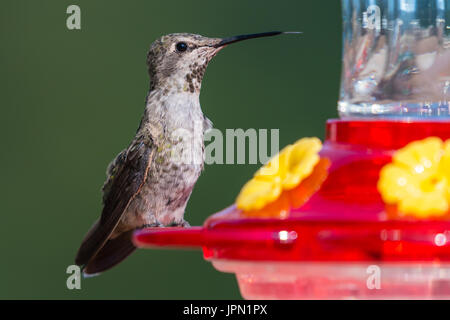 Männliche Anna Kolibri (Calypte Anna) thront auf einem Kolibri Feeder. Stockfoto