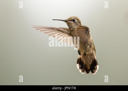 Frau Anna Kolibri im Flug. Stockfoto