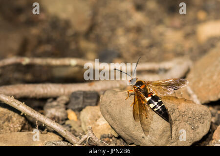 Eine Nahaufnahme von einem östlichen Cicada Killer, ruht auf einem Felsen Stockfoto