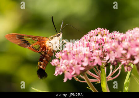 Eine Nahaufnahme von einem Hummingbird Clearwing Moth Fütterung von einer Blume im Garten. Stockfoto