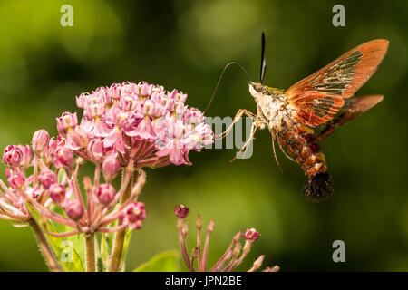 Eine Nahaufnahme von einem Hummingbird Clearwing Moth Fütterung von einer Blume im Garten. Stockfoto