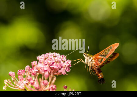 Eine Nahaufnahme von einem Hummingbird Clearwing Moth Fütterung von einer Blume im Garten. Stockfoto