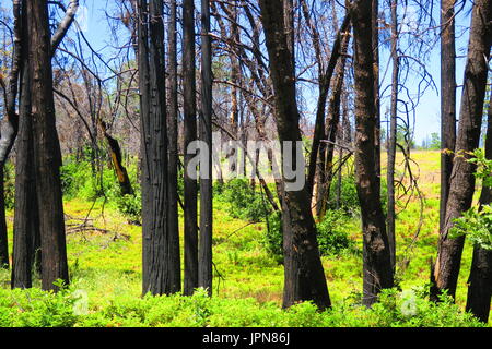 Der geschwärzten Baumstämmen unter hellen grünen Unterholz stehen, Sequoia National Park, Hume, California, United States Stockfoto