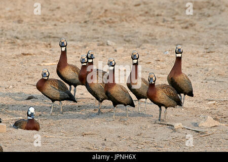 Whitefaced Pfeifen Ente (Dendrocygna Viduata), Herde am sandigen Ufer stehen wie Soldaten Stockfoto