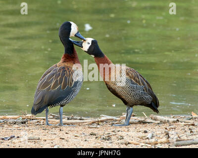 Whitefaced Pfeifen Enten (Dendrocygna Viduata), liebevolle paar umwerben Stockfoto