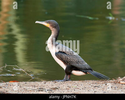 Juvenile Whitebreasted Kormoran (Phalacrocorax Lucidus) stehen am Ufer Sees Stockfoto