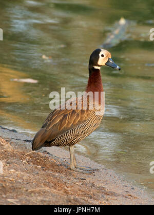 Whitefaced Pfeifen Ente (Dendrocygna Viduata), Herde am sandigen Ufer stehen wie Soldaten Stockfoto