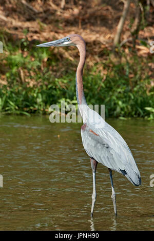 Goliath Reiher (Ardea Goliath) stehen im flachen Wasser Angeln Stockfoto