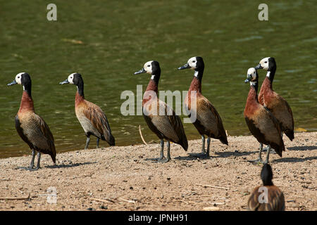 Whitefaced Pfeifen Ente (Dendrocygna Viduata), Herde am sandigen Ufer stehen wie Soldaten Stockfoto