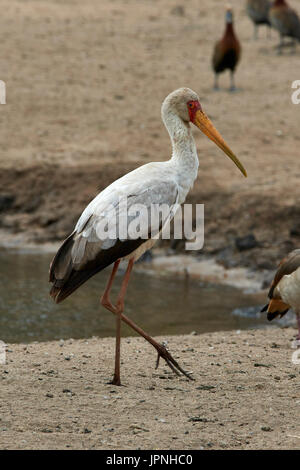 Gelb-billed Stork (Mysteria Ibis) - Stand auf der Bank am Rand des Wassers Stockfoto